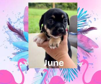 June -  Chihuahua and French Bulldog Dog for Adoption in Bromley, Kentucky - June | PetCurious