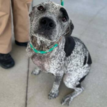 Molly -  Australian Cattle Dog Blue Heeler Dog for Adoption in Manchester, Tennessee - Molly | PetCurious