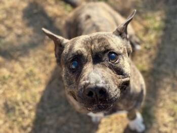 JAS -  Pit Bull Terrier Dog for Adoption in Tulsa, Oklahoma - JAS | PetCurious