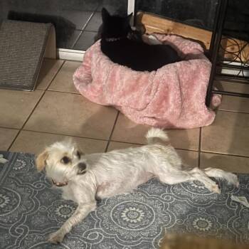 Mookie -  Terrier Dog for Adoption in Fort Lauderdale, Florida - Mookie | PetCurious