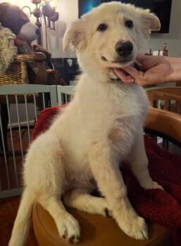 Donovan -  Golden Retriever Dog for Adoption in Piedmont, California - Donovan | PetCurious