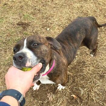 Mixed Breed Dogs Available for Adoption - Beef Patty | PetCurious