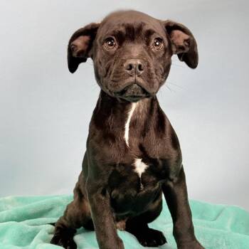 Mixed Breed Dogs Available for Adoption in Portland, Oregon - Philly | PetCurious