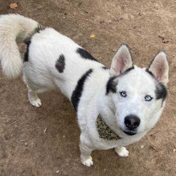 Rescue Husky Dogs for Adoption in Bloomfield, Connecticut - Leo | PetCurious