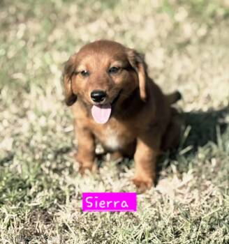 Serria -  Dachshund and Australian Cattle Dog Blue Heeler Dog for Adoption in Norfolk, Massachusetts - Serria | PetCurious