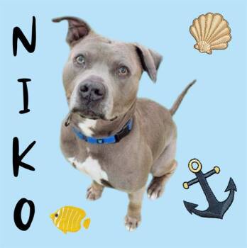 NIKO -  Pit Bull Terrier Dog for Adoption in Sarasota, Florida - NIKO | PetCurious
