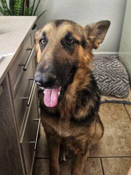 Rescue German Shepherd Dog Dogs for Adoption in Marble Falls, Texas - Stella | PetCurious