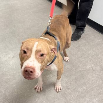 Rescue Pit Bull Terrier Dogs for Adoption in Philadelphia, Pennsylvania - Bruno Lee | PetCurious