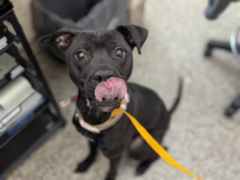 Pit Bull Terrier Dogs Available for Adoption - NELLIE | PetCurious