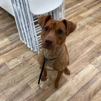 Amazon -  Chocolate Labrador Retriever Dog for Adoption in Greensboro, North Carolina - Amazon | PetCurious
