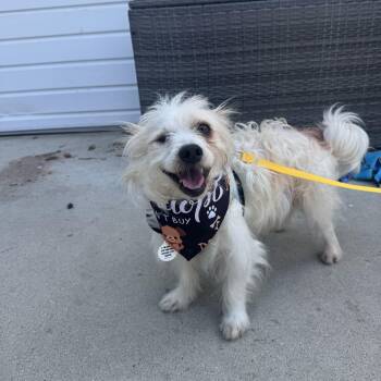 Rescue Maltese and Terrier Dogs for Adoption in Los Angeles, California - Popeye | PetCurious