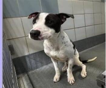 American Staffordshire Terrier Dogs Available for Adoption in Huntington, New York - Domino | PetCurious
