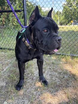 ITTY -  Mastiff and Mixed Breed Dog for Adoption in Indianapolis, Indiana - ITTY | PetCurious