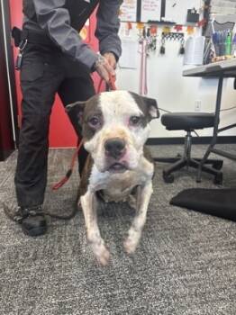 Rescue Mixed Breed Dogs for Adoption in West Chester, Pennsylvania - Skye | PetCurious