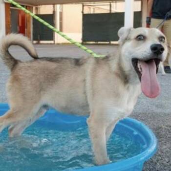 Narwhal -  Husky and Mixed Breed Dog for Adoption in Tacoma, Washington - Narwhal | PetCurious