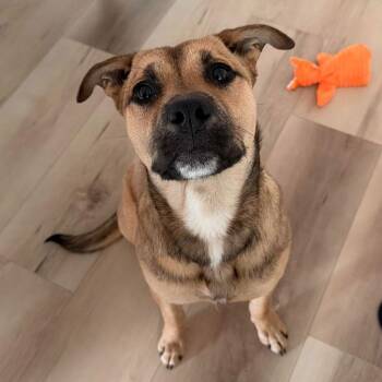 Shepherd and Terrier Dogs Available for Adoption - Maggie | PetCurious