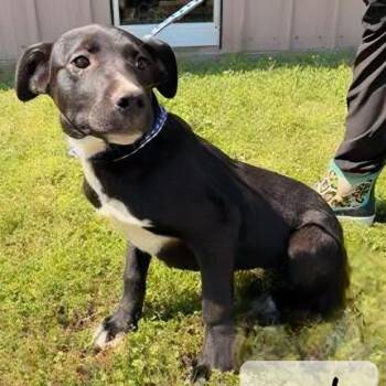 Simon -  Black Labrador Retriever and Mixed Breed Dog Available for Adoption in Wadena, Minnesota - Simon | PetCurious