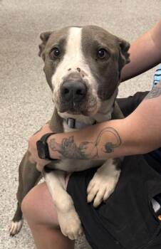Meara -  Pit Bull Terrier and Mixed Breed Dog for Adoption in Kansas City, Missouri - Meara | PetCurious