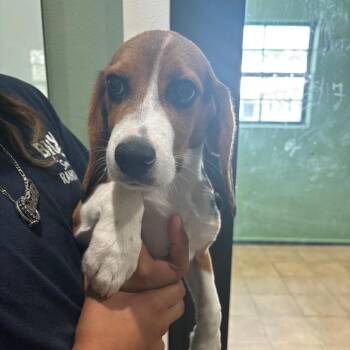 FH6 5659 aka Lil Uzi -  Beagle Dog for Adoption in Loxahatchee Groves, Florida - FH6 5659 Aka Lil Uzi | PetCurious