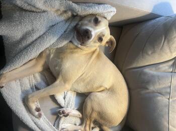 Rescue Yellow Labrador Retriever and Terrier Dogs for Adoption in Marietta, Georgia - Arlo | PetCurious