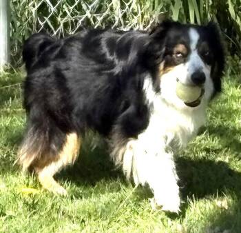 Australian Shepherd Dogs Available for Adoption in Ringwood, Illinois - 1110 Finley | PetCurious