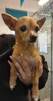 Chihuahua and Mixed Breed Dogs Available for Adoption in Roseville, California - Poppy | PetCurious