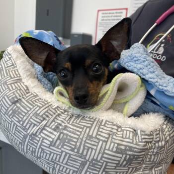 Cam -  Miniature Pinscher and Chihuahua Dog for Adoption in Austell, Georgia - Cam | PetCurious