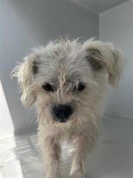 Rescue Shih Tzu and Mixed Breed Dogs for Adoption in Houston, Texas - A645359 | PetCurious