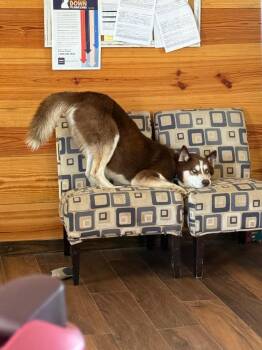 Reginald -  Husky Dog for Adoption in Little Rock, Arkansas - Reginald | PetCurious