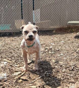 Muffin -  Mixed Breed Dog for Adoption in Cincinnati, Ohio - Muffin | PetCurious