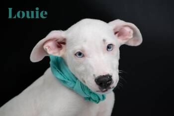 Louie -  Terrier and Husky Dog for Adoption in Sevierville, Tennessee - Louie | PetCurious