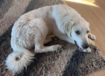 Moose -  Great Pyrenees Dog for Adoption in Lafayette, Colorado - Moose | PetCurious
