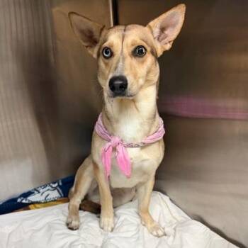 Mixed Breed Dogs Available for Adoption in Denison, Texas - Pinky | PetCurious