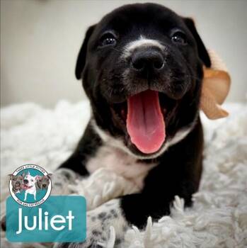 Juliet Encanto -  Pit Bull Terrier and Labrador Retriever Dog for Adoption in Friendswood, Texas - Juliet Encanto | PetCurious