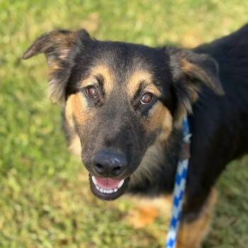 Barney -  Golden Retriever and Shepherd Dog for Adoption in Goleta, California - Barney | PetCurious