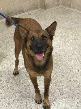 Rescue Belgian Shepherd Malinois and Mixed Breed Dogs for Adoption in Conroe, Texas - ALFIE | PetCurious