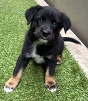 Texas -  Australian Shepherd Dog for Adoption in Parker, Colorado - Texas | PetCurious