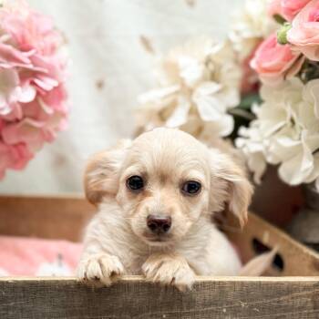 Jane -  Chihuahua Dog for Adoption in Newberg, Oregon - Jane | PetCurious
