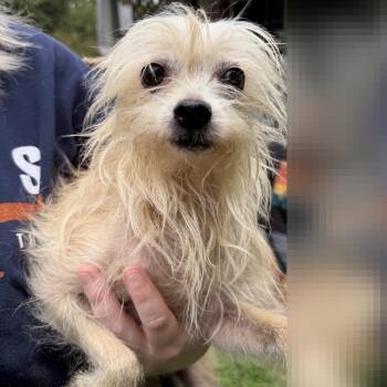 Pansy -  Mixed Breed Dog for Adoption in Denison, Texas - Pansy | PetCurious