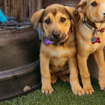 Labrador Retriever Dogs Available for Adoption - Goldie | PetCurious