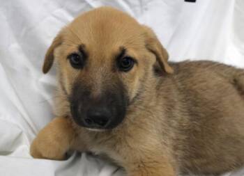 Franklin -  Shepherd Dog for Adoption in Thief River Falls, Minnesota - Franklin | PetCurious