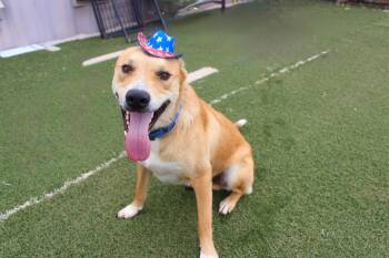 Gunner -  Yellow Labrador Retriever Dog for Adoption in Blanchard, Oklahoma - Gunner | PetCurious