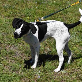 Pointer Dogs Available for Adoption - Spot | PetCurious