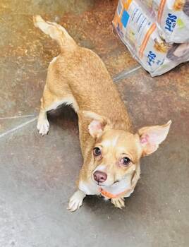 Cardi -  Chihuahua Dog for Adoption in Council Bluffs, Iowa - Cardi | PetCurious