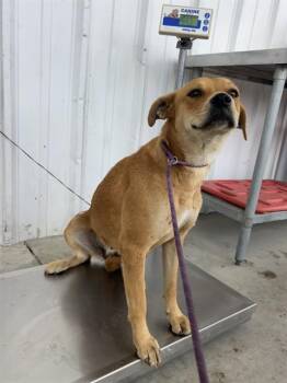 Pumpkin - URGENT -  Shepherd Dog for Adoption in Thousand Oaks, California - Pumpkin - URGENT | PetCurious