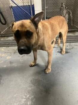HUBERT -  Mastiff and Mixed Breed Dog for Adoption in Stockton, California - HUBERT | PetCurious