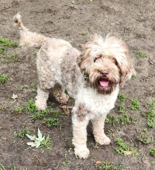 Paisley -  Labradoodle Dog for Adoption in Liberty Center, Ohio - Paisley | PetCurious