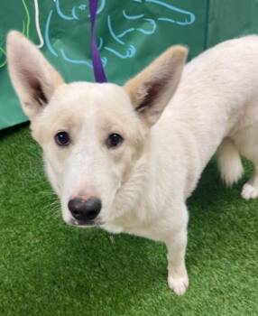 Rescue Australian Cattle Dog Blue Heeler and Husky Dogs for Adoption in Lemoore, California - Nala | PetCurious