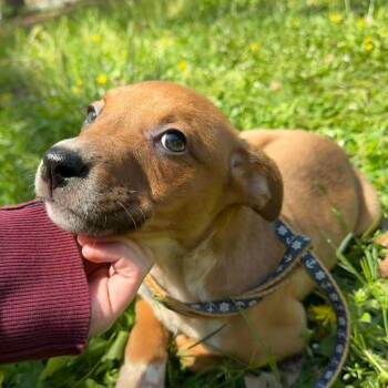 Mixed Breed Dogs Available for Adoption in Fredericksburg, Virginia - Sophie | PetCurious