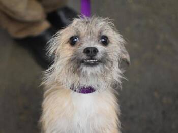 Scruffy -  Yorkshire Terrier and Chihuahua Dog for Adoption in Portland, Oregon - Scruffy | PetCurious